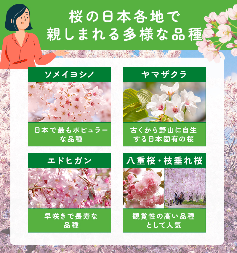 桜は多様な品種がある