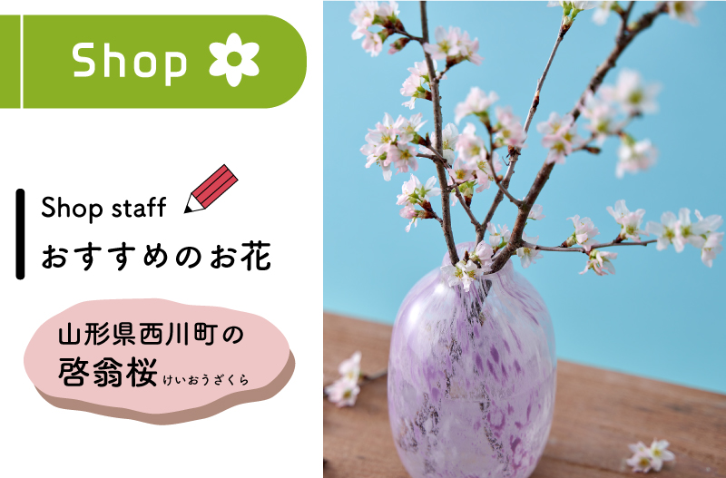 日比谷花壇　Hibiya-Kadan Style　桜　旬の花　啓翁桜　西川町　山形県　