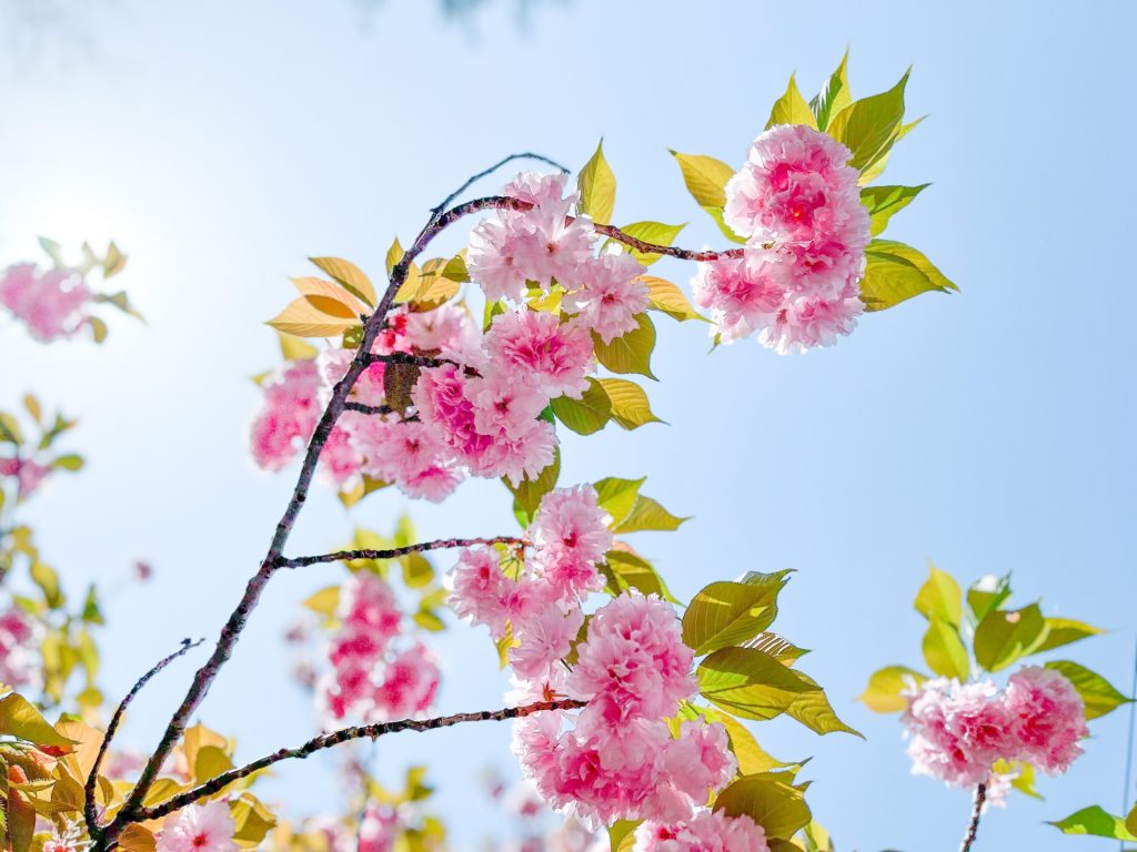 八重桜