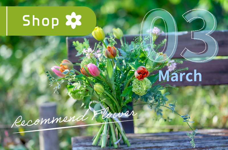 旬の花　春の花　レコメンドフラワー　花　日比谷花壇　Hibiya-Kadan Style　フラワーギフト　ミモザ　チューリップ　バラ