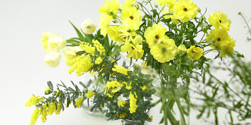 旬の花 おすすめの花 春の花 レコメンドフラワー ミモザ 黄色の花 ミモザの日 国際女性デー