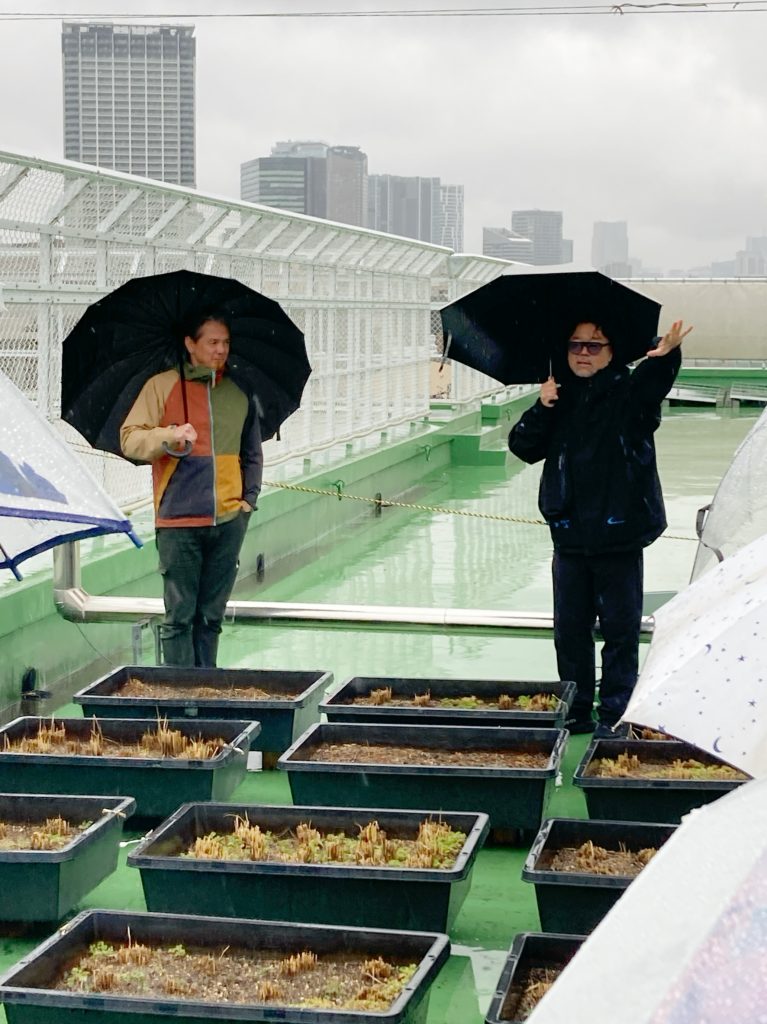 ART FARM IKEJIRI
HOME/WORK VILLAGE
屋上菜園
廃校利活用