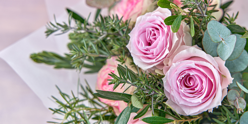 春バラ　旬の花　バラ　ピンクのバラ