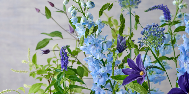 デルフィニウム　旬の花　レコメンドフラワー　初夏の花　５月の花