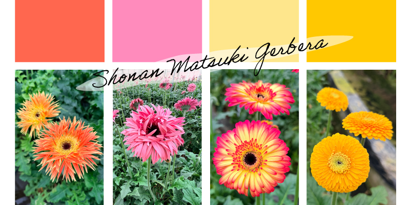 ガーベラ 品種 湘南マツキガーベラ イギー アナクレート ヒッピーシック ハニーデュー おすすめの花 旬の花 日比谷花壇 Hibiya-Kadan Style