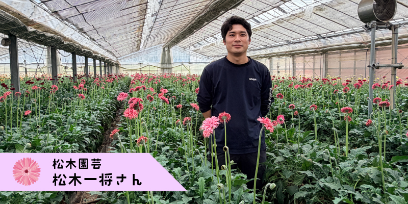 湘南マツキガーベラ ガーベラ 松木園芸 ガーベラ農家 生産者