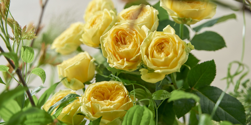 黄色のバラ　旬の花　５月お花　レコメンドフラワー