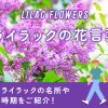 ライラックの花言葉に込められた意味とは？全国の名所や見頃の時期も紹介