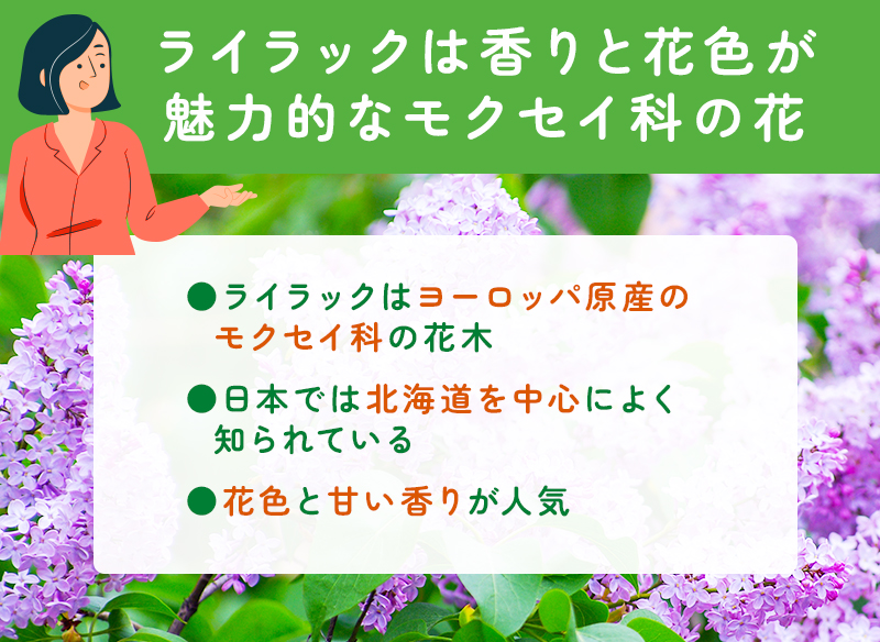 ライラックはモクセイ科の花