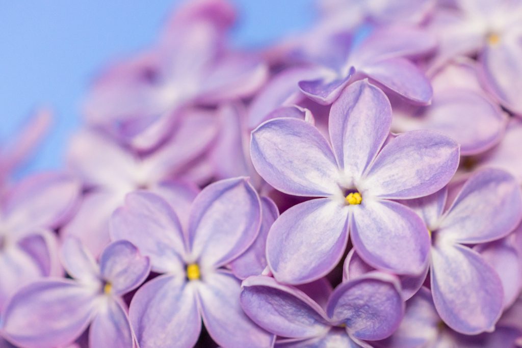 ラッキーライラック