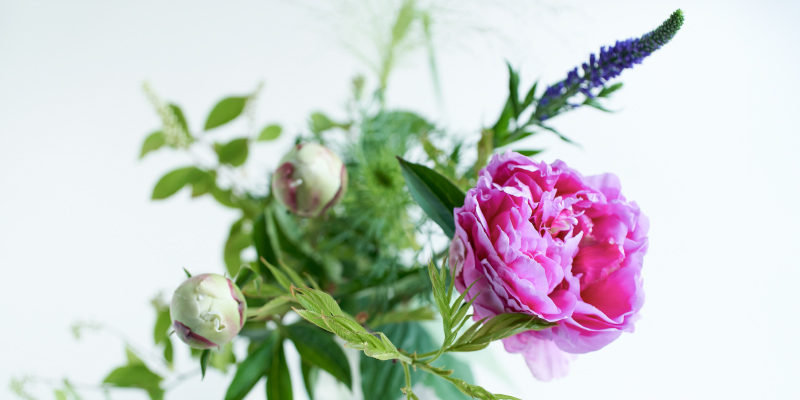 芍薬　シャクヤク　クレマチス　花菖蒲　端午の節句　子供の日の花　レコメンドフラワー　
