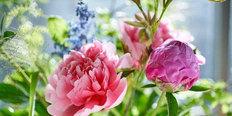 旬の花　　シャクヤク　芍薬　ピオニー　５月の花　初夏の花