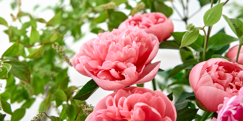 芍薬　レコメンドフラワー　旬の花　リョウブ　ソケイ　５月の花