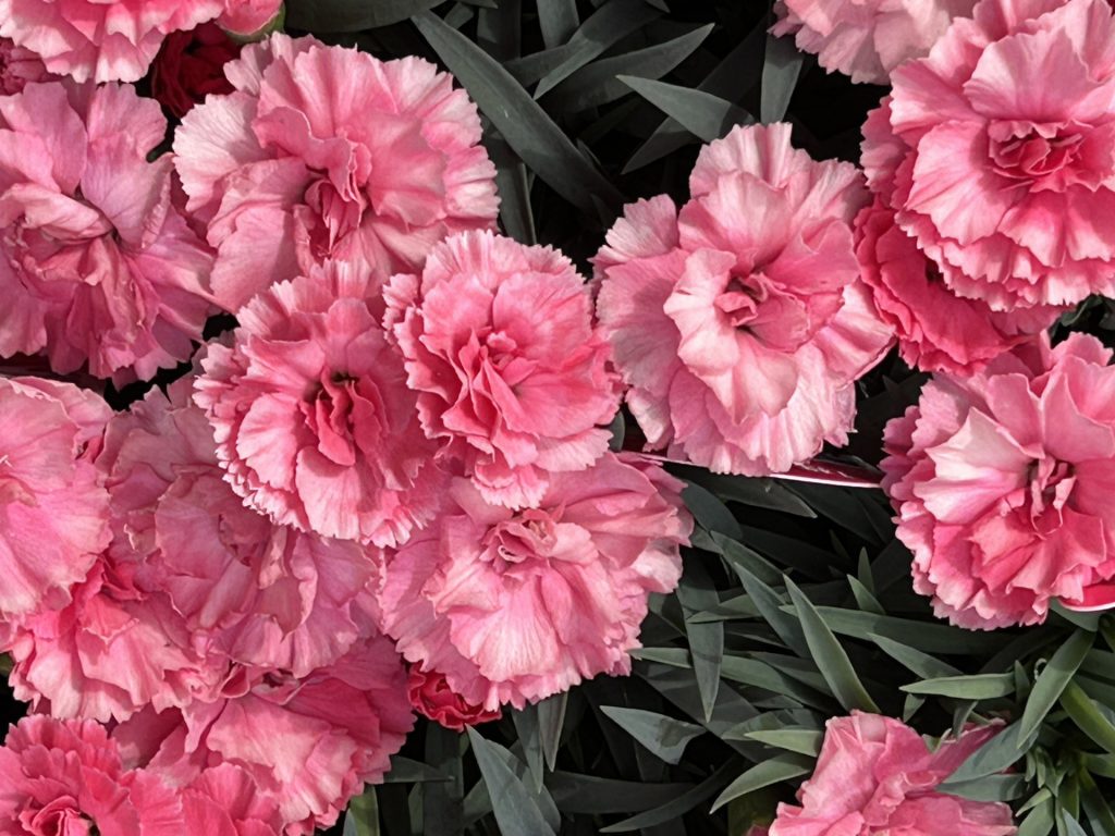 ピンクのカーネーション