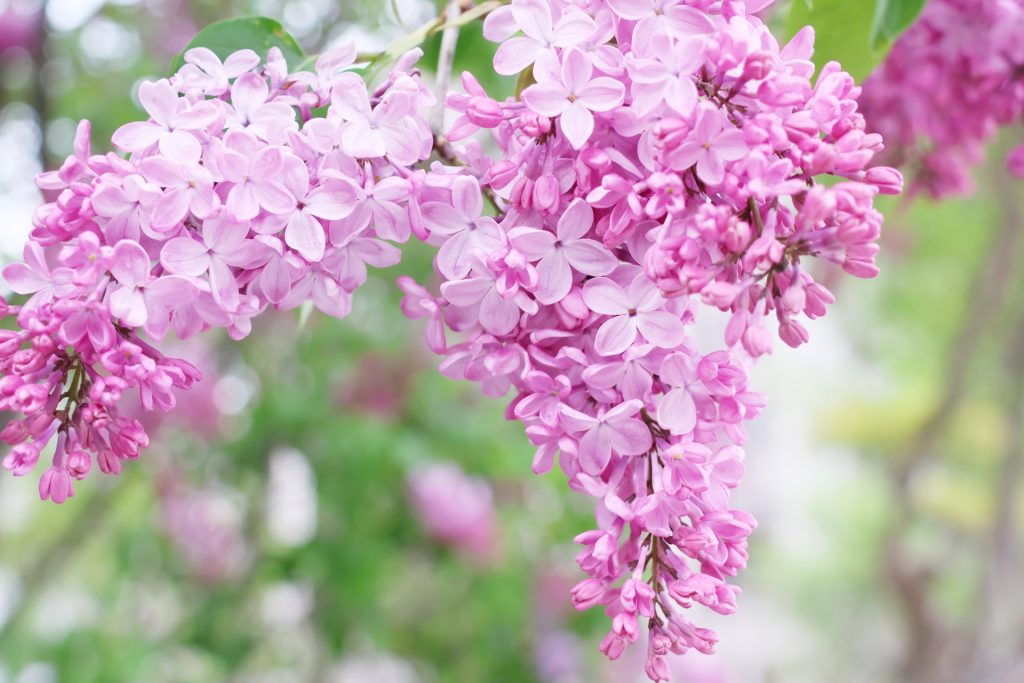ピンクのライラック