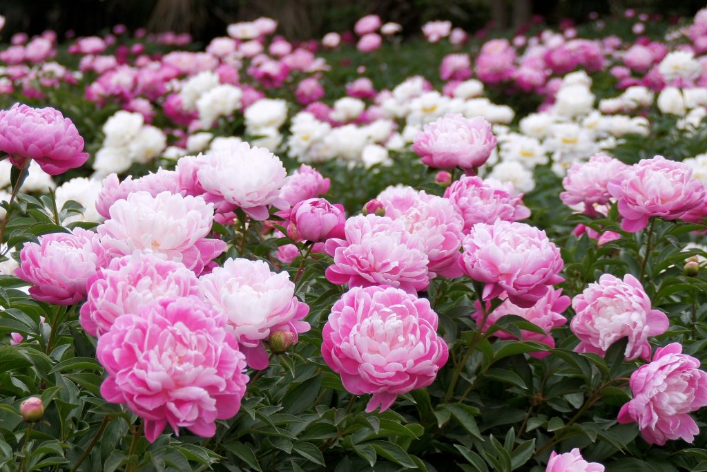 ピンクのシャクヤク