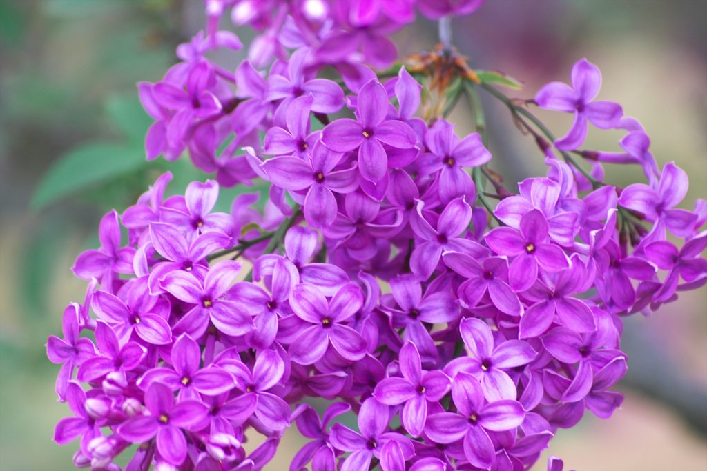 紫のライラック