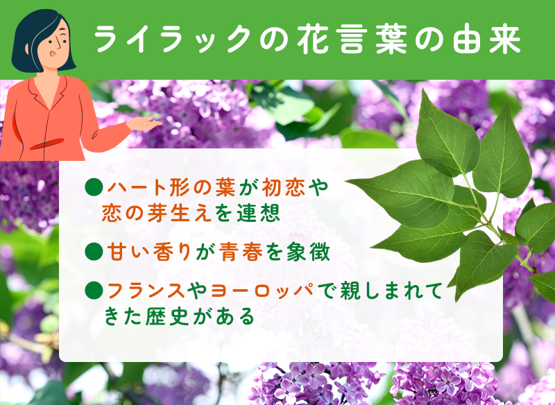 ライラックの花言葉の由来