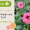 ガーベラ　松木園芸　おすすめの花　旬の花　マツキガーベラ
