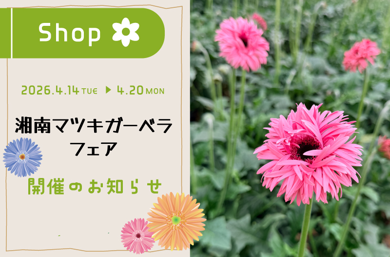 ガーベラ　松木園芸　おすすめの花　旬の花　マツキガーベラ