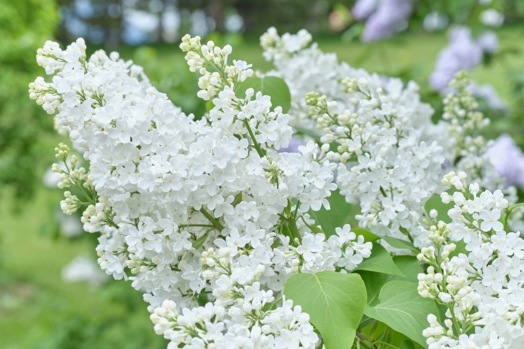 白いライラック