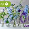 6月の花　旬の花　レコメンドフラワー　アジサイ　カーネーション　ヒマワリ　モカラ