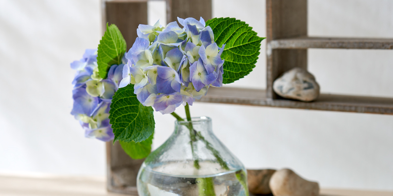 レコメンドフラワー　6月の花　旬の花　アジサイ　紫陽花　青い花　アガパンサス　カラー