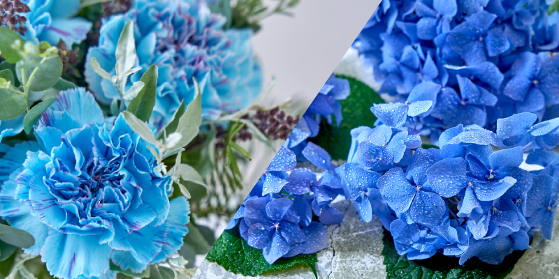 6月の花　旬の花　紫陽花　アジサイ　染めカーネーション　カーネーション　初夏の花　青い花
