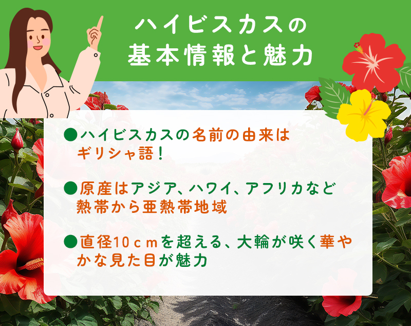 ハイビスカスの基本情報