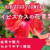 ハイビスカス🌺とは？花言葉や特徴をわかりやすく解説