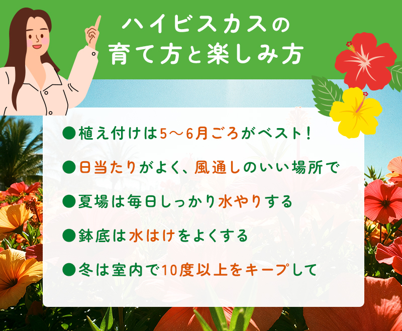 ハイビスカスの育て方と楽しみ方