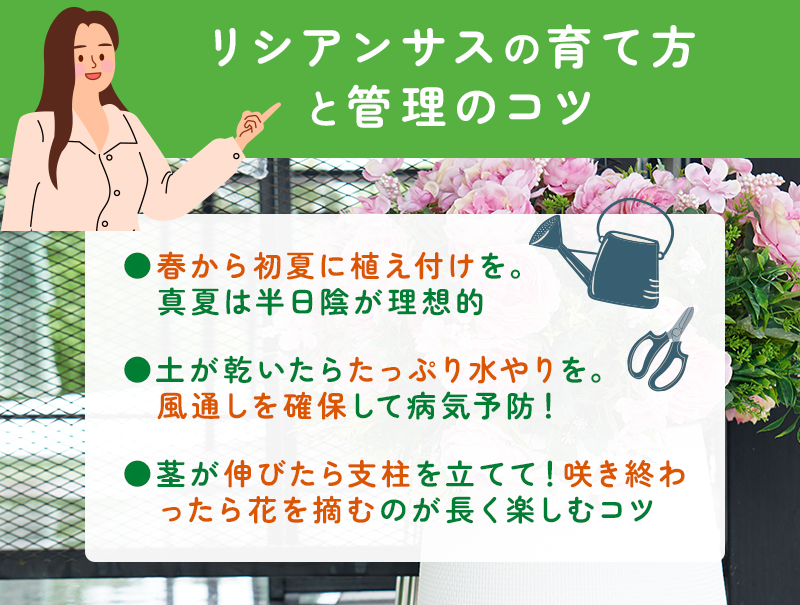 リシアンサス(トルコキキョウ)の育て方