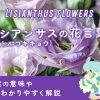 トルコキキョウ（リシアンサス）とは？花言葉の意味や魅力をわかりやすく解説