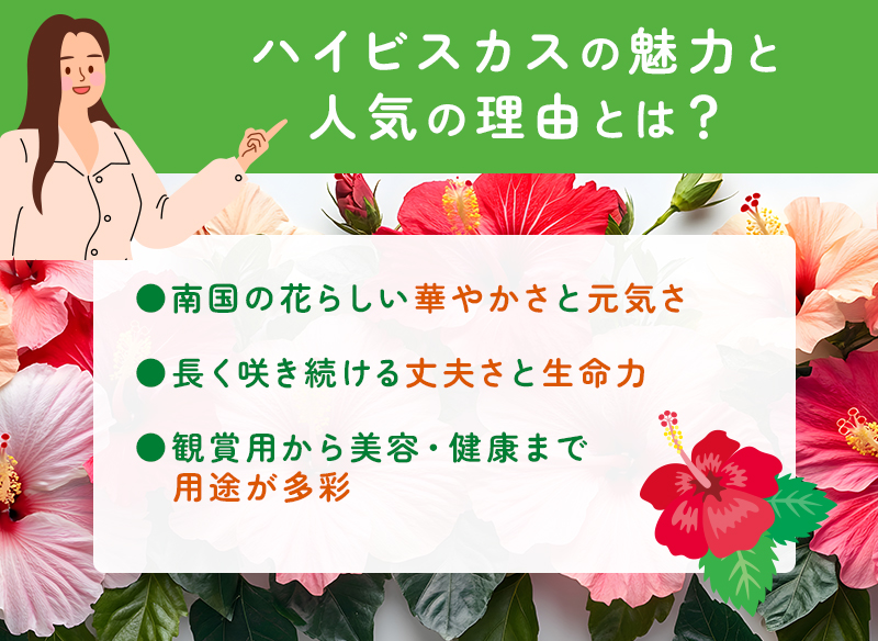 ハイビスカスの魅力と人気の理由