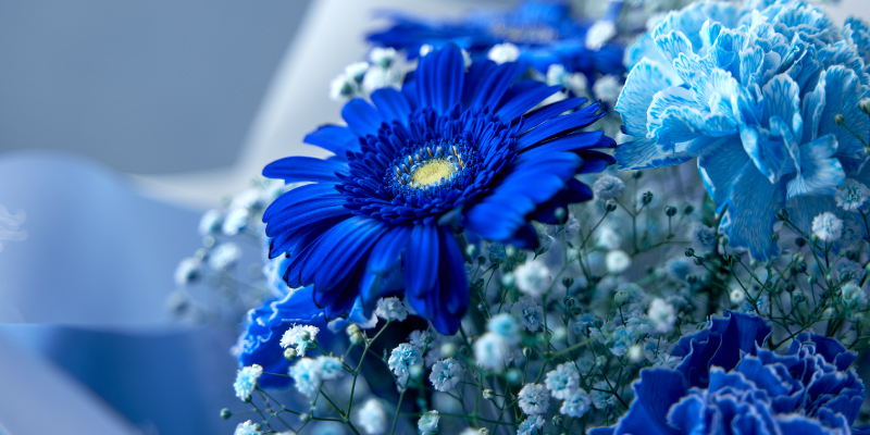 レコメンドフラワー　おすすめの花　七夕の花　青い花　染め花　カスミソウ