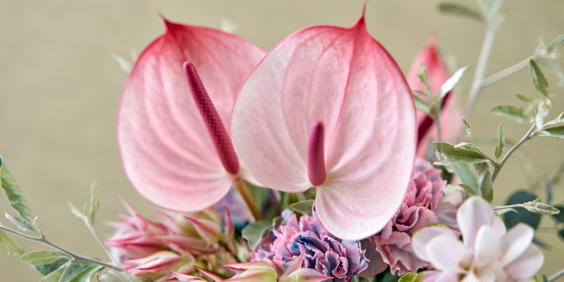 レコメンドフラワー　おすすめの花　旬の花　夏の花　南国の花　トロピカルフラワー　アンスリウム　モカラ　クルクマ　蘭