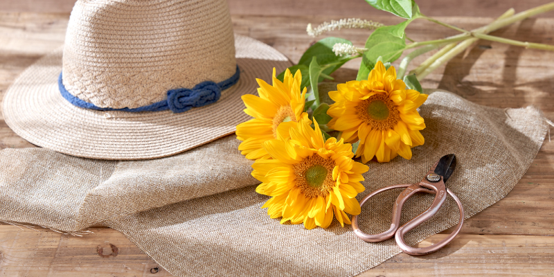 レコメンドフラワー　おすすめの花　旬の花　夏の花　ひまわり