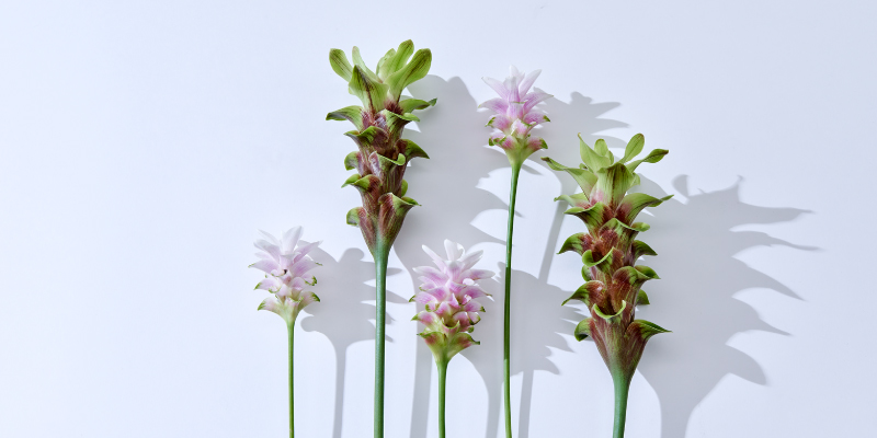 レコメンドフラワー　おすすめの花　旬の花　夏の花　暑さに強い花　日持ちが良い花　クルクマ　ジンジャー