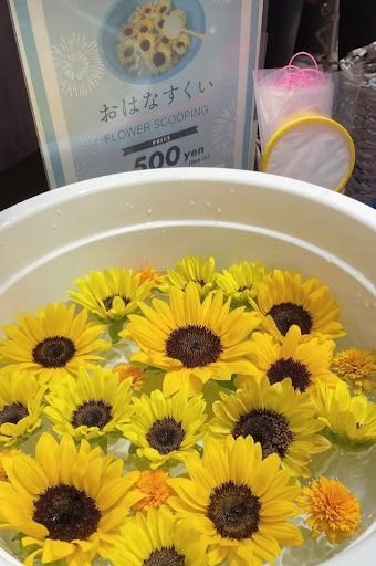 イベント ひまわり お花すくい ひまわりすくい 金魚すくい 夏祭り