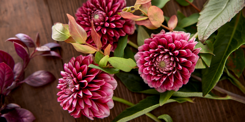レコメンドフラワー 旬の花 ダリア 敬老の日