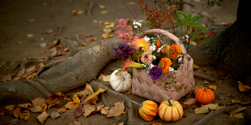 レコメンドフラワー 旬の花 オレンジの花 紫の花 ハロウィン ハロウィンの花