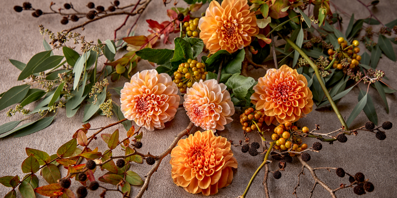 レコメンドフラワー 旬の花 秋の花 ダリア
