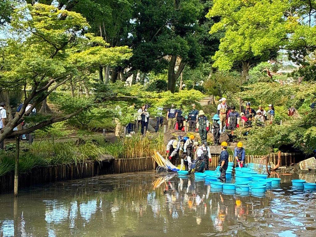 文京区 区制80周年 肥後細川庭園 かいぼり 入池