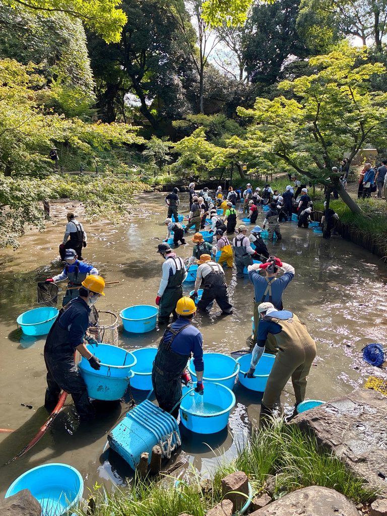 文京区 区制80周年 肥後細川庭園 かいぼり 捕獲